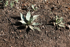 Agave parryi