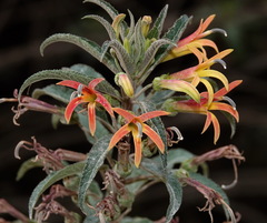 Siphocampylus krauseanus