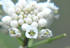 Mostacillastrum gracielae