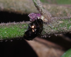 Chrysomelidae