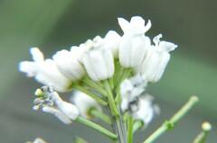 Mostacillastrum gracielae