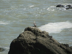 Poikilocarbo gaimardi