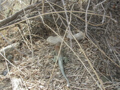 Liolaemus fitzingerii