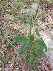 Chromolaena odorata