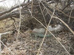 Liolaemus fitzingerii