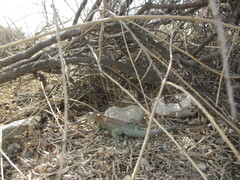 Liolaemus fitzingerii