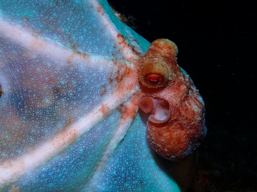 Photo of Caribbean reef octopus (Octopus briareus)
