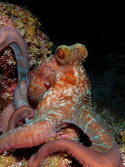 Octopus briareus