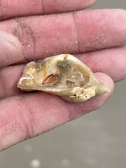 Crassostrea virginica