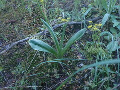Platanthera