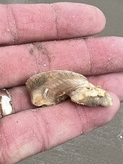 Crassostrea virginica