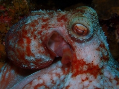 Octopus briareus