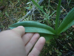 Platanthera
