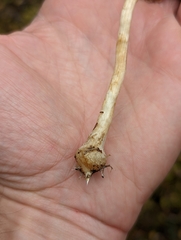 Inocybe napipes