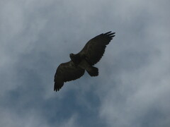 Geranoaetus melanoleucus
