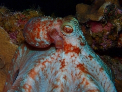 Octopus briareus