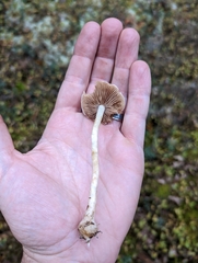 Inocybe napipes
