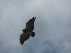 Geranoaetus melanoleucus