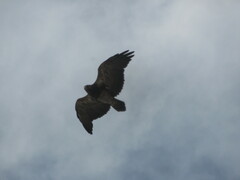 Geranoaetus melanoleucus