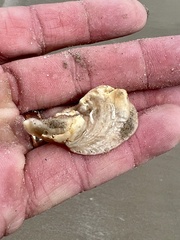 Crassostrea virginica