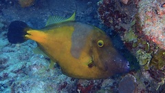 Cantherhines macrocerus