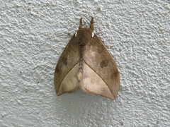 Automeris zugana