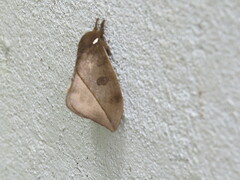 Automeris zugana