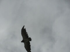 Geranoaetus melanoleucus