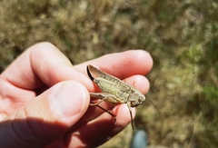 Platycleis albopunctata