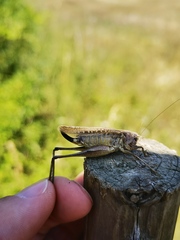 Platycleis albopunctata