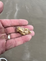 Crassostrea virginica