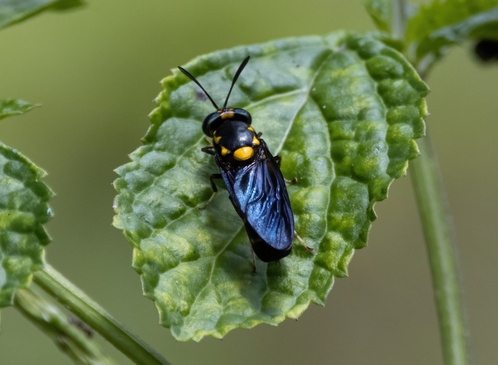 Hermetia cerioides