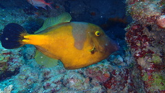 Cantherhines macrocerus