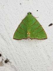 Eulepidotis viridissima