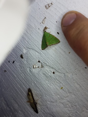 Eulepidotis viridissima