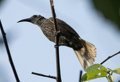 Melitograis gilolensis