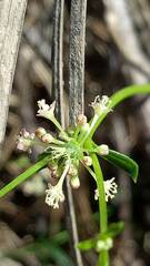 Monotaxis linifolia