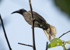 Melitograis gilolensis