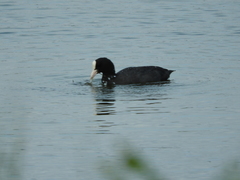 Fulica atra