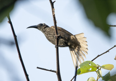 Melitograis gilolensis