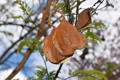 Jacaranda mimosifolia