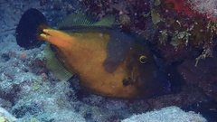 Cantherhines macrocerus