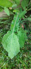 Sonchus oleraceus