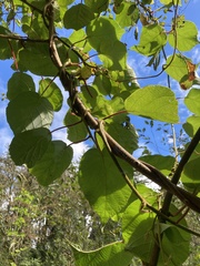 Actinidia chinensis
