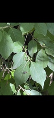 Calyptratae