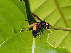 Vespa affinis