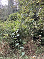 Actinidia chinensis
