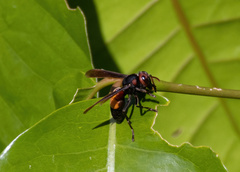 Vespa affinis