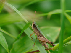 Dichromorpha viridis