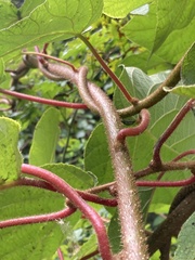 Actinidia chinensis
